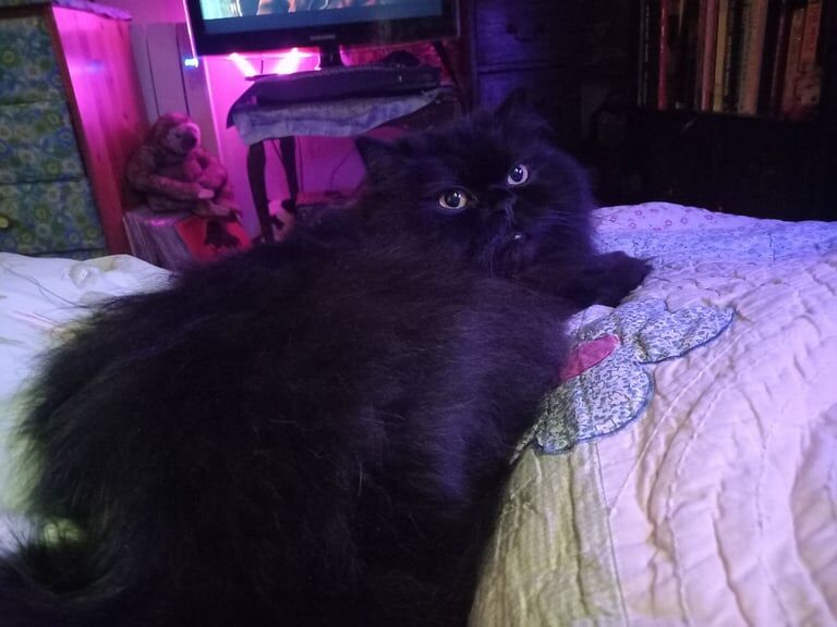 Persian kittens for sale in Ringmer, East Sussex – 5 years old - Image 2 of 2