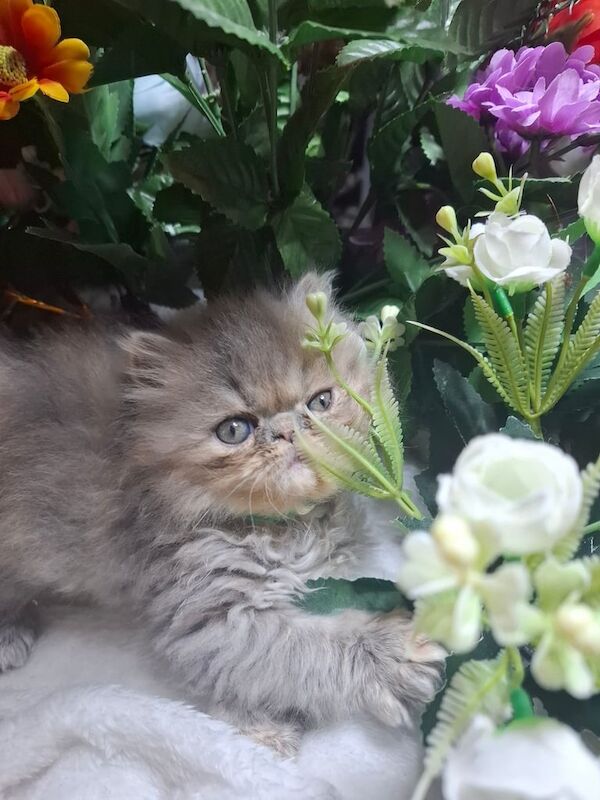 Persian kittens for sale in Acton, Greater London – 7 weeks old