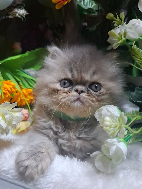 Persian kittens for sale in Acton, Greater London – 7 weeks old - Image 2 of 3