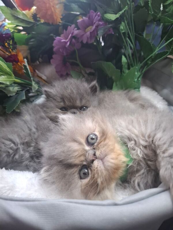 Persian kittens for sale in Acton, Greater London – 7 weeks old - Image 3 of 3