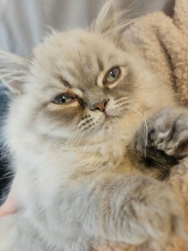 Persian kittens for sale in Huddersfield, West Yorkshire – 3 months old