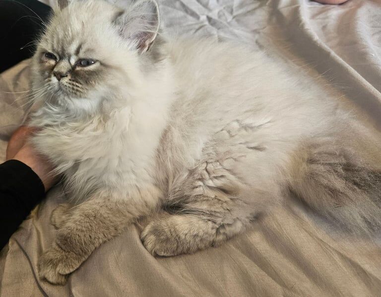 Persian kittens for sale in Huddersfield, West Yorkshire – 3 months old - Image 2 of 3