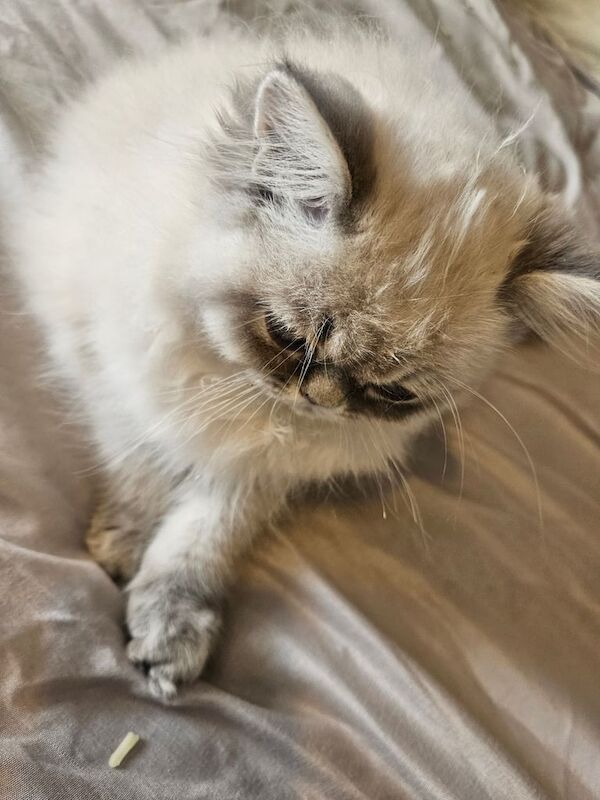 Persian kittens for sale in Huddersfield, West Yorkshire – 3 months old - Image 3 of 3