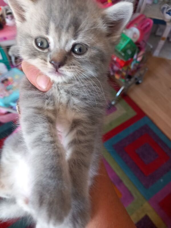 Boy & girl persian kittens for sale in Halifax, West Yorkshire