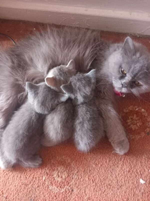 Boy & girl persian kittens for sale in Halifax, West Yorkshire | Image 2