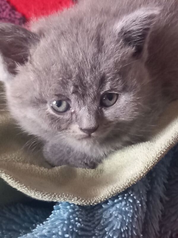 Boy & girl persian kittens for sale in Halifax, West Yorkshire | Image 3
