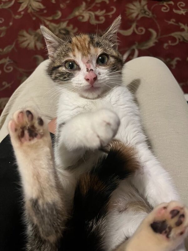 Persian kittens for sale in Paisley, Renfrewshire – 4 months old