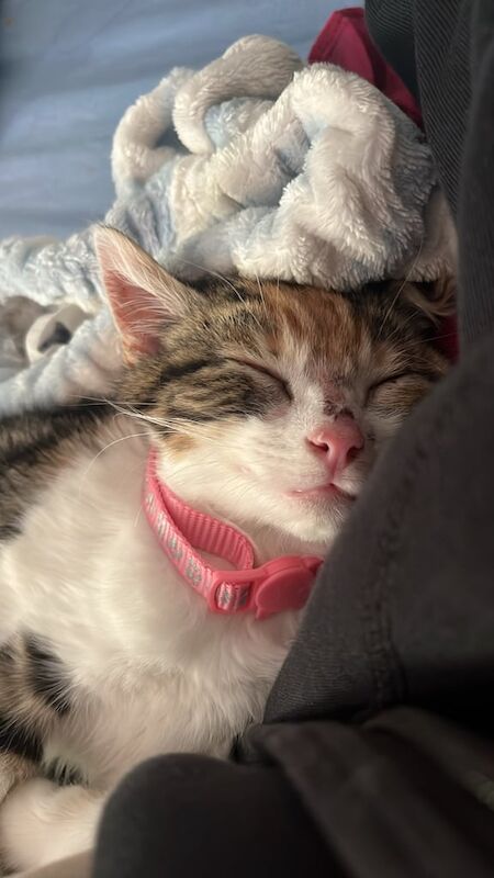 Persian kittens for sale in Paisley, Renfrewshire – 5 months old - Image 2 of 3