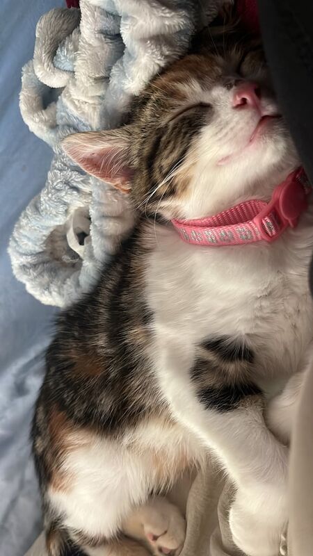 Persian kittens for sale in Paisley, Renfrewshire – 5 months old - Image 3 of 3