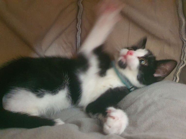 Cat for sale in Dartford, Kent
