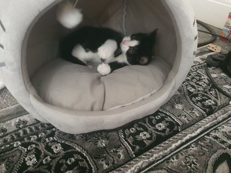 Persian kittens for sale in Dartford, Kent – 11 months old - Image 2 of 3