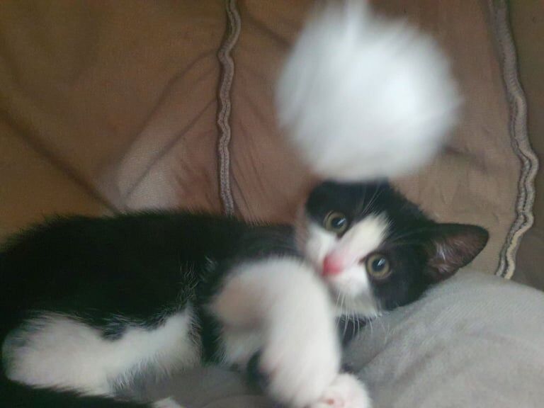 Persian kittens for sale in Dartford, Kent – 11 months old - Image 3 of 3