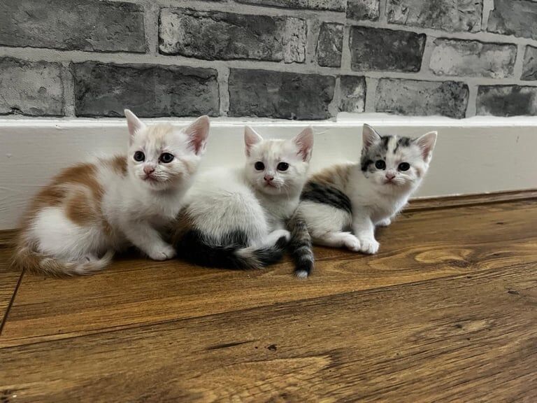 Persian kittens for sale in Redbridge, Greater London – 7 weeks old - Image 2 of 3