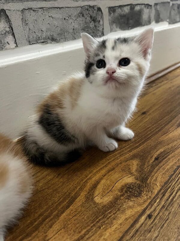 Persian kittens for sale in Redbridge, Greater London – 7 weeks old - Image 3 of 3