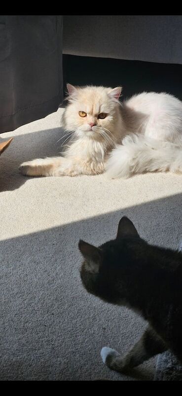 Persian kittens for sale in Northampton, Northamptonshire – 1 year old