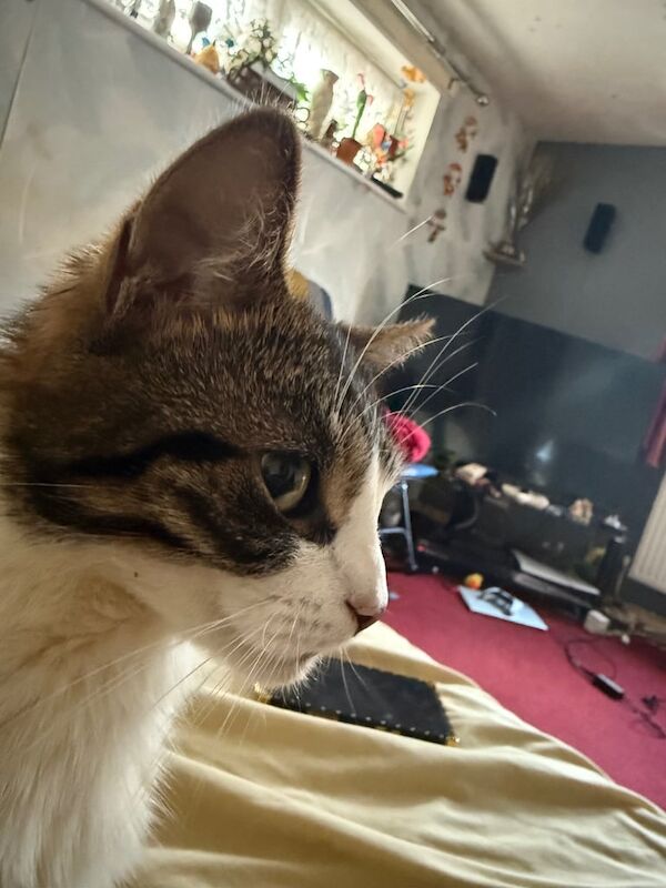 Persian kittens for sale in Newham, Cornwall – 1 year old