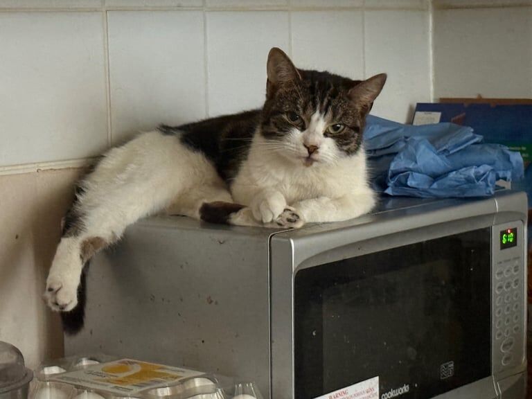 Persian kittens for sale in Newham, Cornwall – 1 year old - Image 3 of 3