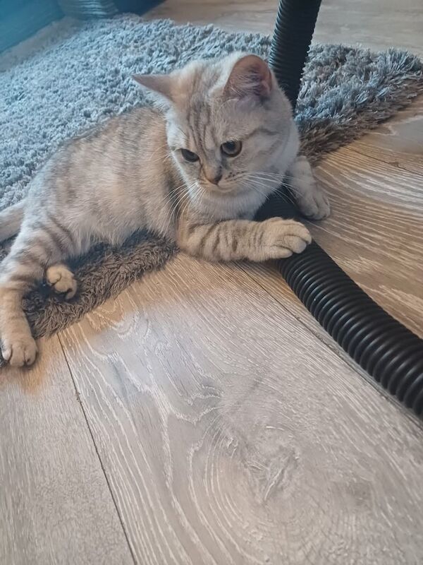 Persian kittens for sale in Norwich, Norfolk – 1 year old