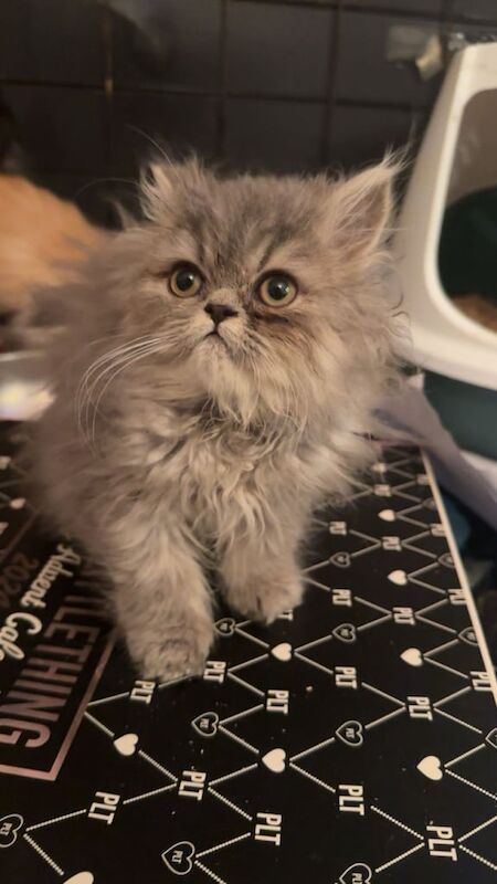 Persian kittens for sale in Enfield, Greater London – 11 weeks old