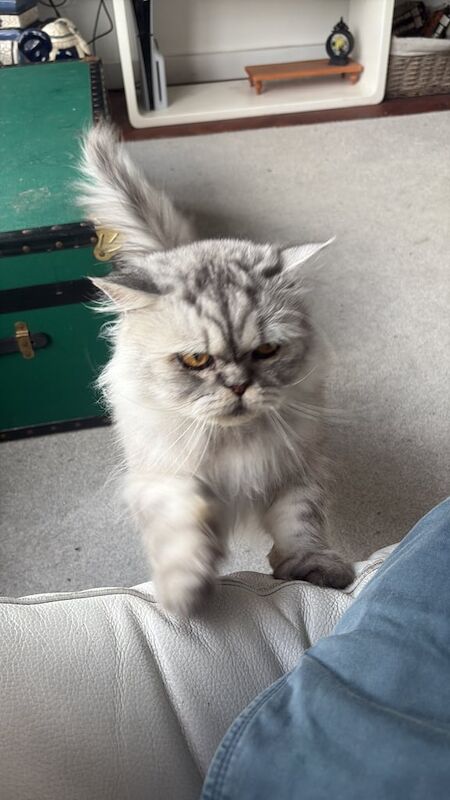 Persian Kittens For Sale Under £300
