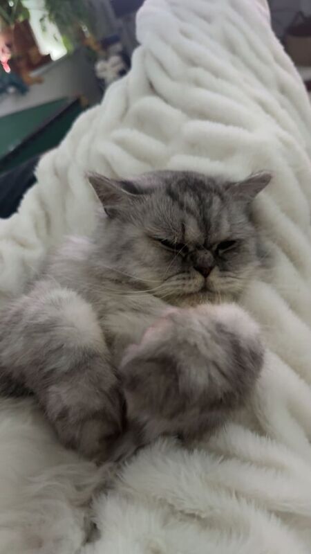 Persian kittens for sale in Dungannon, County Tyrone – 3 years old - Image 2 of 4