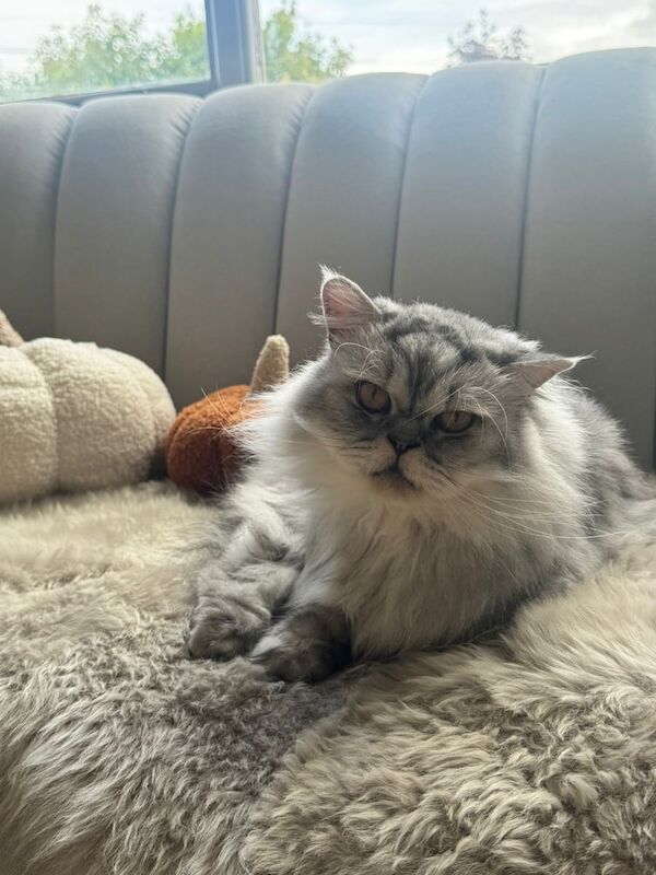 Persian kittens for sale in Dungannon, County Tyrone – 3 years old - Image 3 of 4