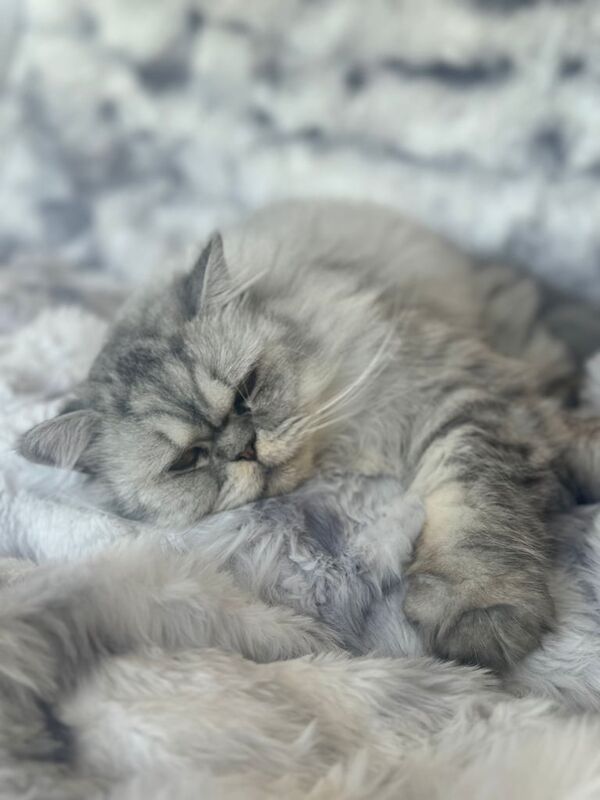 Persian kittens for sale in Dungannon, County Tyrone – 3 years old - Image 4 of 4