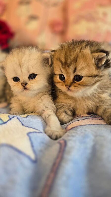 Chinchilla Persian kitten 😸 for sale in Fishponds, Bristol