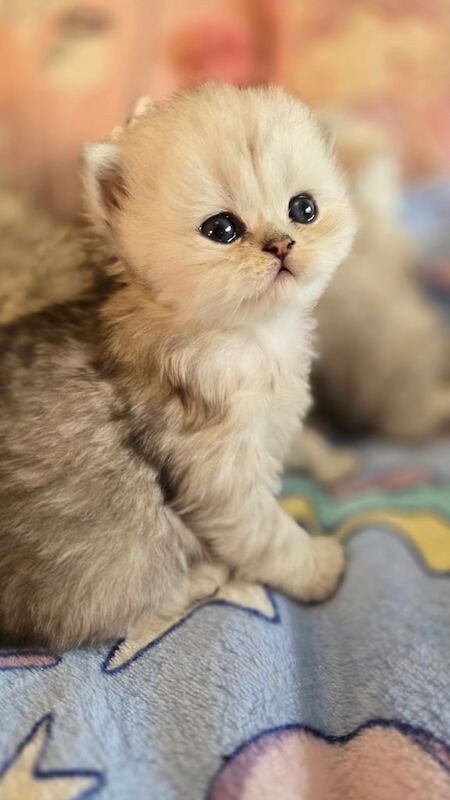 Chinchilla Persian kitten 😸 for sale in Fishponds, Bristol - Image 2
