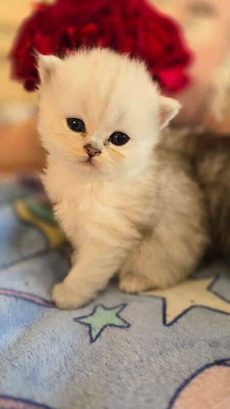 Chinchilla Persian kitten 😸 for sale in Fishponds, Bristol - Image 3