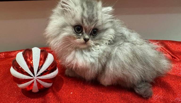 Persian kittens for sale in Downpatrick, County Down – 8 weeks old