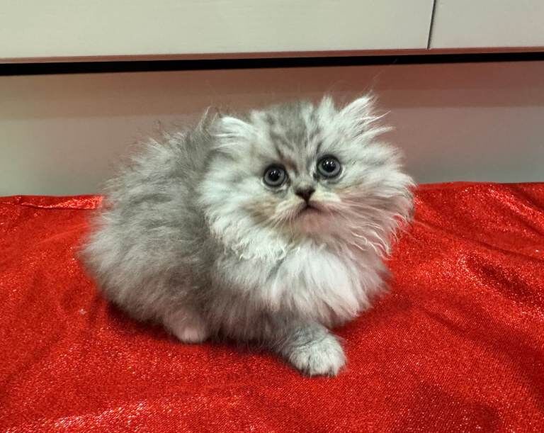 Persian kittens for sale in Downpatrick, County Down – 8 weeks old - Image 2 of 6