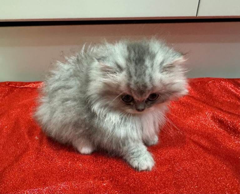 Persian kittens for sale in Downpatrick, County Down – 8 weeks old - Image 3 of 6