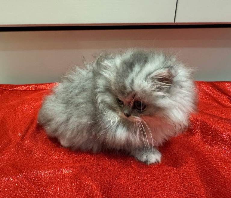 Persian kittens for sale in Downpatrick, County Down – 8 weeks old - Image 4 of 6