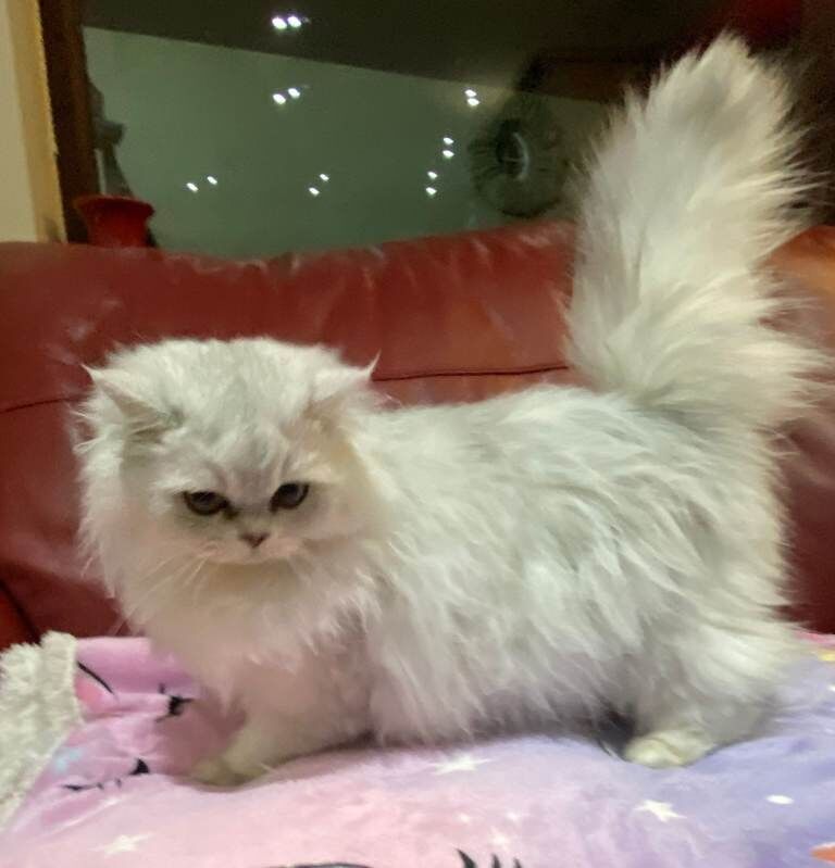 Persian kittens for sale in Downpatrick, County Down – 8 weeks old - Image 5 of 6