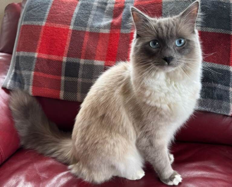 Persian kittens for sale in Downpatrick, County Down – 8 weeks old - Image 6 of 6