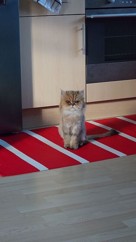 Persian kittens for sale in Trowbridge, Wiltshire – 12 years old