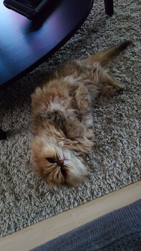 Persian kittens for sale in Trowbridge, Wiltshire – 12 years old - Image 2 of 4