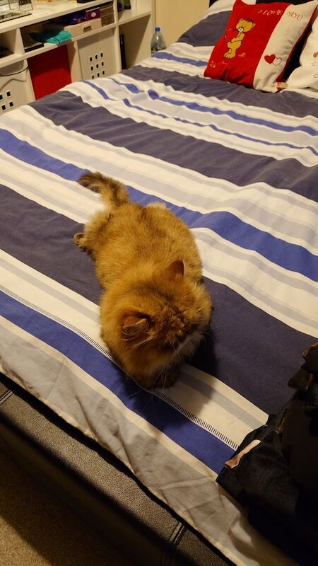 Persian kittens for sale in Trowbridge, Wiltshire – 12 years old - Image 3 of 4