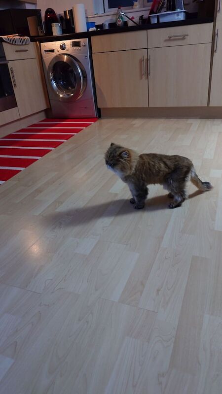 Persian kittens for sale in Trowbridge, Wiltshire – 12 years old - Image 4 of 4