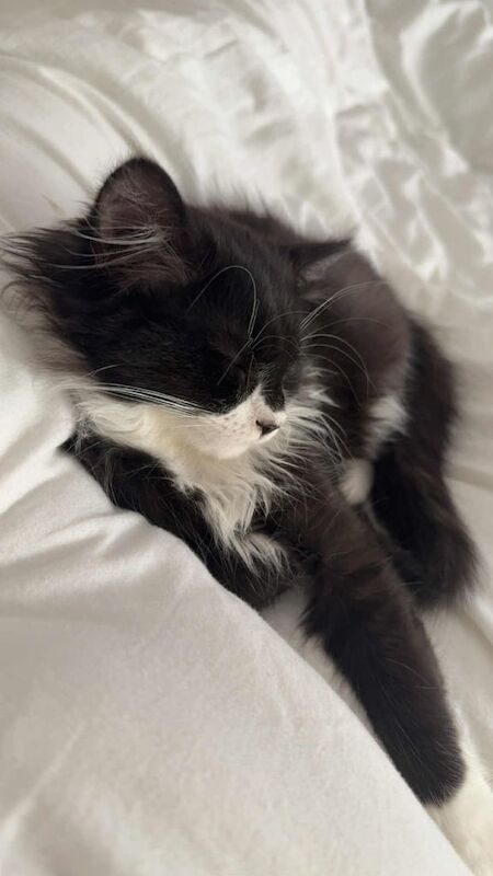 Persian kittens for sale in Port Talbot, West Glamorgan – 4 months old