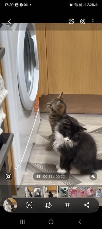 Persian kittens for sale in Port Talbot, West Glamorgan – 4 months old - Image 3 of 3
