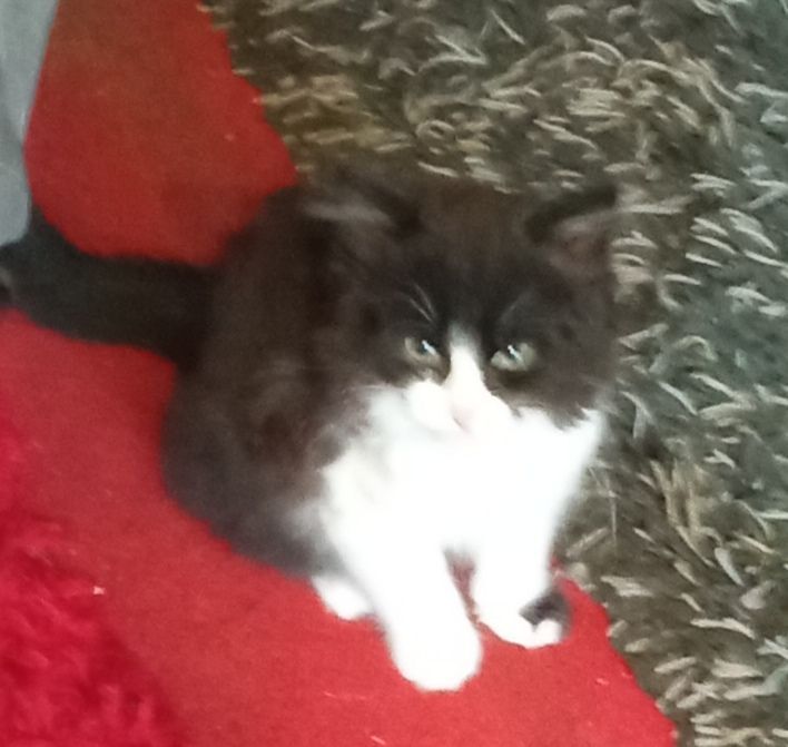 Female kitten. for sale in Blackburn, Lancashire - Image 1