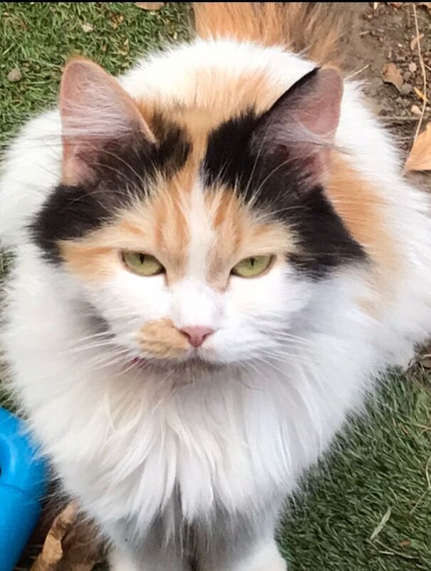 Persian kittens for sale in Heathrow, London – 2 years old