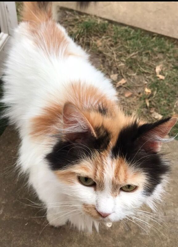 Persian kittens for sale in Heathrow, London – 2 years old - Image 3 of 3