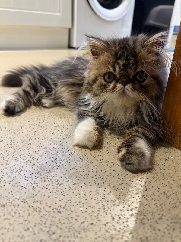 Persian kittens for sale in Burford, Oxfordshire – 3 months old