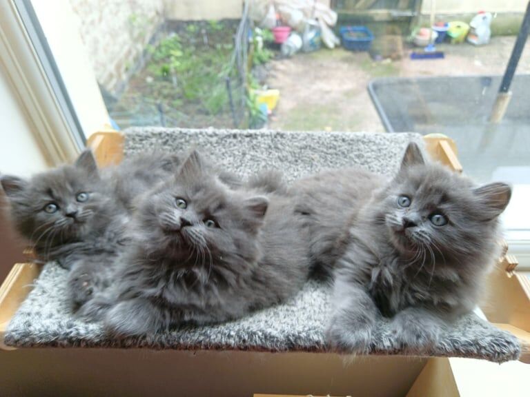 Fluffy kittens looking for their forever homes for sale in Anfield, Merseyside