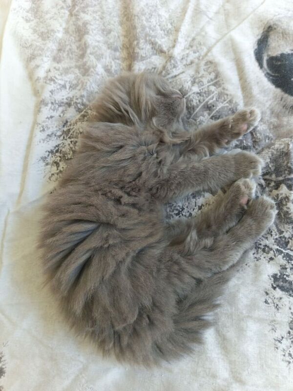 Fluffy kittens looking for their forever homes for sale in Anfield, Merseyside - Image 2