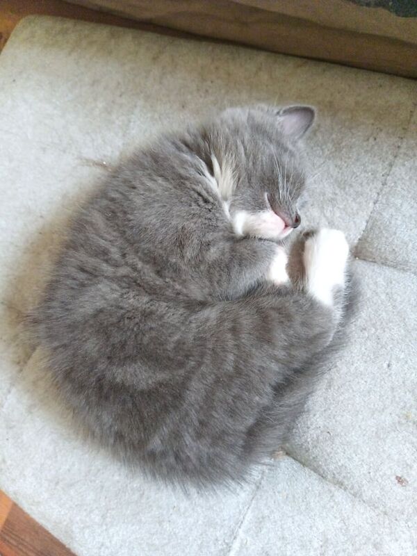 Fluffy kittens looking for their forever homes for sale in Anfield, Merseyside - Image 3
