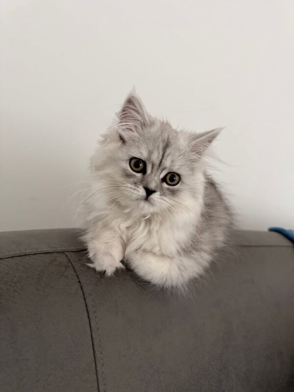 Persian kittens for sale in Haringey, London – 6 months old